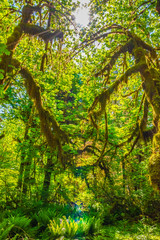 Beautiful Morning Hike Through the Hoh Rainforest in Olympic National Park, Washington