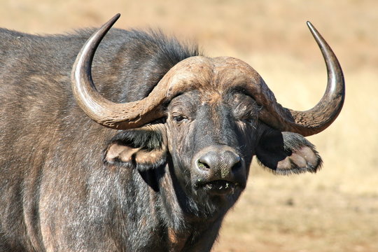 Cape Buffalo looking straight at me