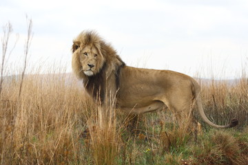 Fototapeta na wymiar Lone Male lion staring over his shoulder