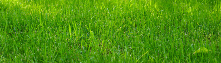Fototapeta na wymiar panoramic view of the green grass