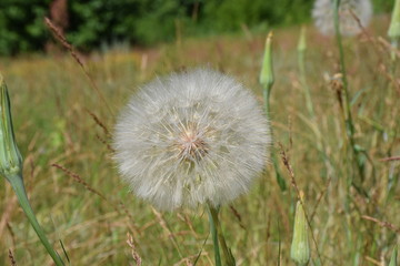Fototapeta premium Wiesenbocksbart, tragopogon pratensis