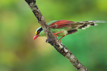 Common green magpie on branch on a green background in nature.