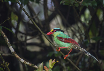 Common green magpie on branch on a green background in nature.