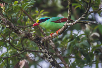 Common green magpie on branch on a green background in nature.