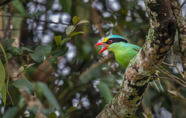 Common green magpie on branch on a green background in nature.