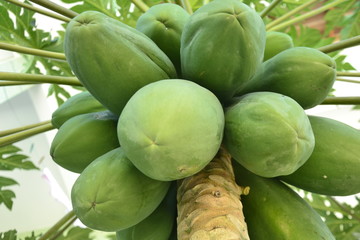 papaya on tree