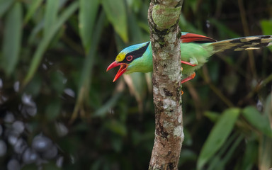 Common green magpie on branch on a green background in nature.