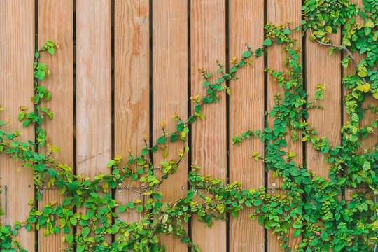 Beautiful Green ivy leaves climbing on  wooden wall. wood planks covered by green leaves. Natural background texture. - Powered by Adobe