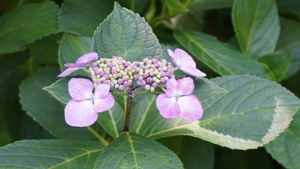 和の情緒溢れるアジサイ！