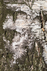 Macro texture of birch bark