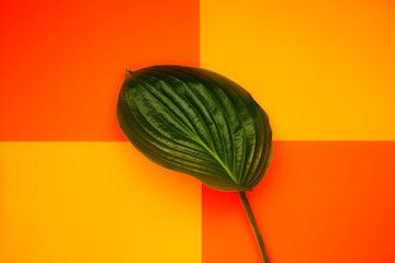 Fresh hosta leaf on colorful background for banners, seasonal cards, web design. Top view. Image is...