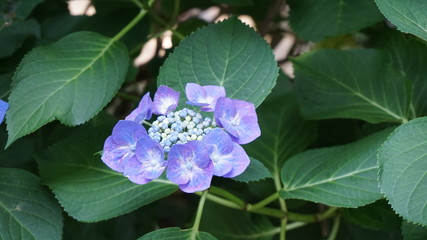 和の情緒溢れるアジサイ！