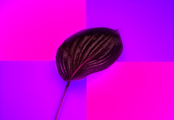 Fresh hosta leaf on trendy neon colorful background for banners, seasonal cards, web design. Top...