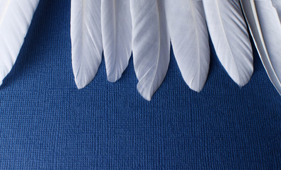 a row of hard white feathers on a textured blue background