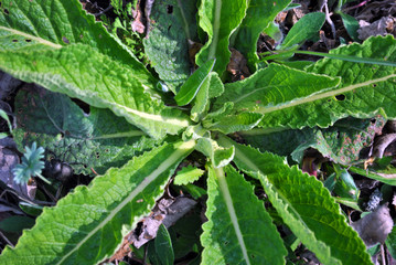 Green new spring leaves top view, natural organic background