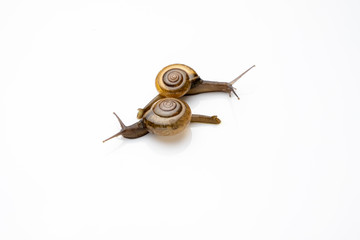 Two snail greet each other on a white background.