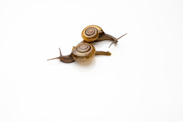 Two snail greet each other on a white background.