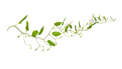 Long green twig with leaves and white flowers isolated on white