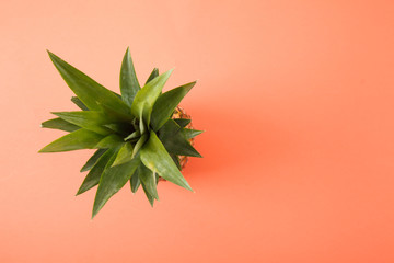 Fresh ripe pineapple on coral background