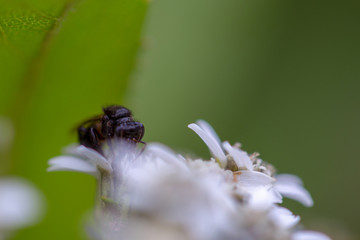 Macro photography from the front of a black bee feeding on a white wildflower. Captured at the Andean mountains of central Colombia.