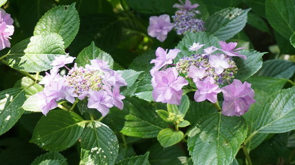 和の情緒溢れるアジサイ！