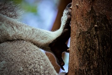 koala hand