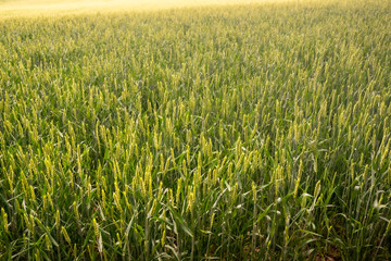 北海道美瑛町の麦畑 / 北海道の農業イメージ