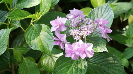 和の情緒溢れるアジサイ！