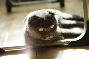 British Shorthair cat lying
