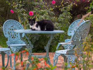A black and white cat resting on the table of a metal garden furniture, sorrounded by plants and flowers. Photography taken in a country house near the colonial town of Villa de Leyva, in the Andean m