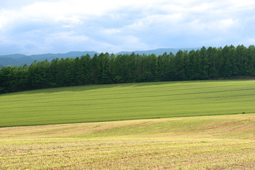 晴れた日の美瑛の丘 / 北海道の観光イメージ