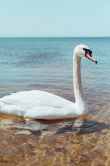 Obraz premium white swan swimming on blue river at sunny day