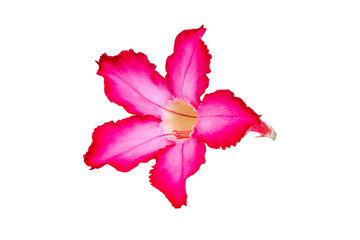 Adenium or desert rose flower is medicinal herbs. (Impala Lily, Mock Azalea, Pink adenium). Isolated white background with Clipping path.