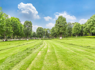 green grass field with trees and blue sky