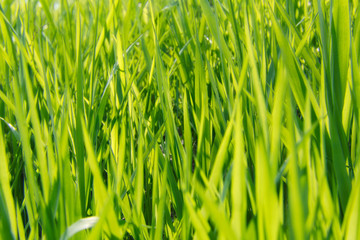 美瑛の丘の麦畑 / 北海道 美瑛町のイメージ