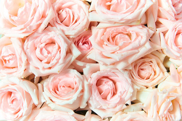 Rose flower texture background wallpaper