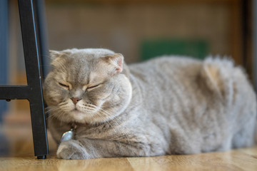 Gray cat sleeping  On the wooden floor inside the house