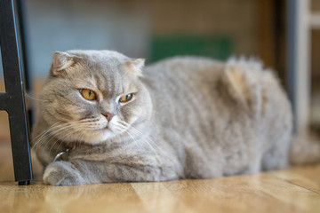 Gray cat sits happily on the floor in the room.soft focus.