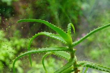 aloe Vera on the windowsill at the window drops of water medicinal and cosmetic plant in the house grows
