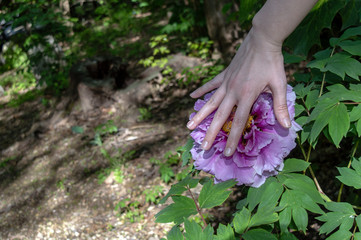 This pink flower is not only a beauty but is as large as a woman's open hand. This one grew in...