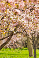 満開のさくらの花