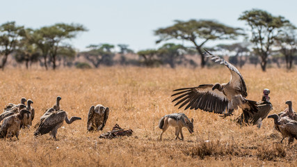 Griffon Vulture (Gyps fulvus) eating carrion, bones and meat