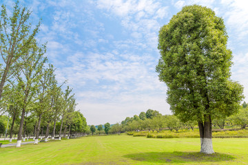 trees in the park and grassland and blue sky.