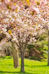 満開のさくらの花