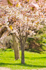満開のさくらの花