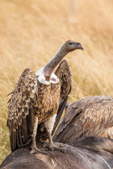 Griffon Vulture (Gyps fulvus) eating carrion, bones and meat