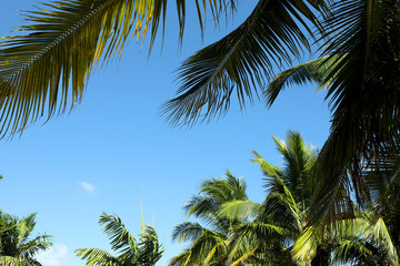 Obraz premium Group of close up tall palm trees over clear blue sky in Florida, USA