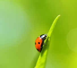 Fototapeta premium ladybug on green leaf