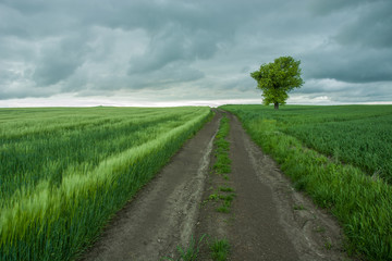 Dirt road through a green fields, lonely tree and cloudy sky