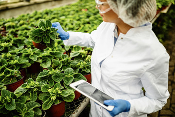 Plant nursery biotechnologist examining flowers and using touchpad.